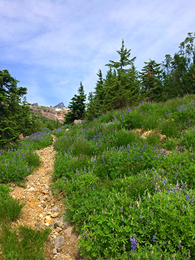 homepage image
